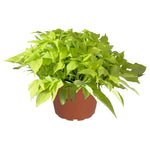 Ipomoea 'Bright Ideas' Series