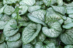 Brunnera 'Jack Frost'
