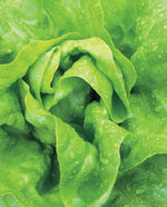 Buttercrunch Lettuce