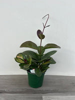 Hoya Austrailis Variegated