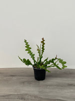 Fishbone Cactus