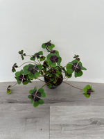 Oxalis 'Iron Cross'