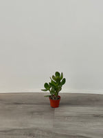Jade Succulents