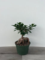 Ficus Ginseng Bonsai