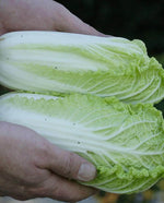 Wa Wa Sai Cabbage