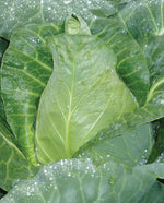 Caraflex Coated Organic Cabbage