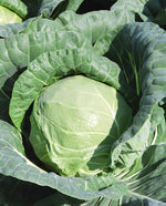 Tiara Cabbage