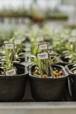 Rosemary 'Pale Blue'