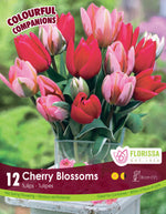 Tulip Colorful Companion 'Cherry Blossom'