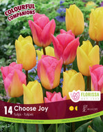 Tulip Colorful Companion 'Choose Joy'