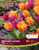 Tulip Colorful Companion 'Firelit Fuchsia'