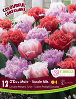 Tulip Colorful Companion 'G'Day Mate'
