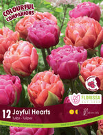 Tulip Colorful Companion 'Joyful Hearts'