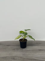 Philodendron White Wizard