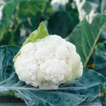 Clarify F1 Cauliflower