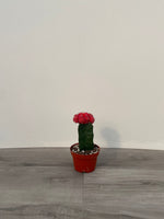 Cactus 'Grafted Moon '
