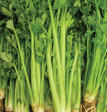 Celery Utah 52-70