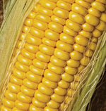 Golden Jubilee F1 Corn