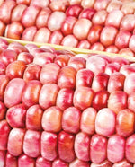 Corn 'Pink Popcorn'