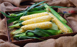 Solstice F1 Corn