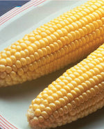 Bodacious Corn
