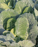 Top Bunch - West Coast Seeds