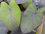 Colocasia 'Black Magic'