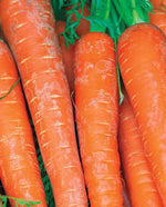 Bolero Carrot