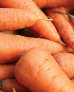 Chantenay Carrots Seed Tape