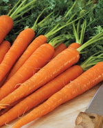 Neptune Carrot