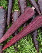 Deep Purple Coated Carrot