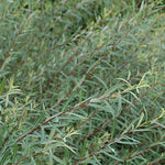 Willow 'Dwarf Arctic Willow'