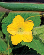 Tasty Green Cucumber