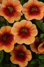 Calibrachoa 'MiniFamous Neo' Series