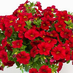 Calibrachoa 'Calitastic' Series