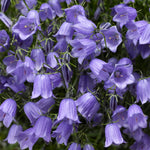Campanula Bell Flower 'Bavaria Blue Fairy Thimble'