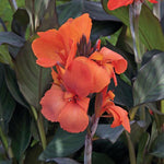 Canna Lily 'Cannova' Series