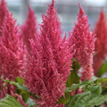 Celosia 'Kimono' Series