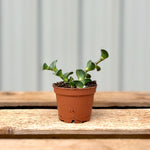 Chain Plant Navicularis