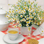 Herb 'Chamomile'