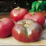 Tomato 'Cherokee Purple'