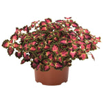 Coleus 'Great Falls®' Series