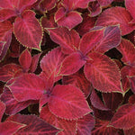 Coleus 'Wizard' Series