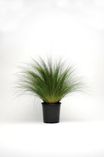 Grass 'Pony Tails'