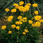 Coreopsis Tickseed 'Early Sunrise'