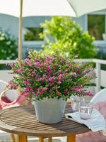 Heather 'FloriGlory' Series