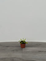 Venus Fly Trap