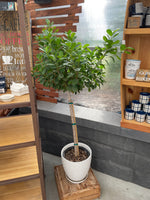 Ficus Standard