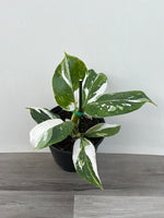Philodendron White Wizard