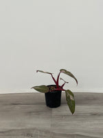 Philodendron Pink Princess